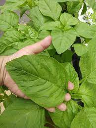 Check spelling or type a new query. 99 Gambar Daun Bayam Kartun Cikimm Com