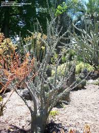 Image result for Sesamothamnus lugardii