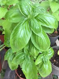 Sistem kami menemukan 25 jawaban utk pertanyaan tts sebutan bagi orang yang dianggap tidak produktif. Kebunmini Herbs Or Herba Posts Facebook
