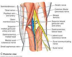 Image Ess Knee For Term Side Of Card Human Anatomy Chart Anatomy Organs Anatomy Lessons