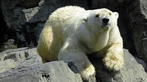Central Park Zoo My Favorite Zoo In The World Wildlife Conservation Society Polar Bear Zoo