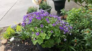Flowers are large purple lavender petals surrounding a red orange cone center. Plants I Love Them My Salvias Come Back Bigger Every Year I