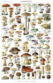 Adolphe Millot Champignons Farcis Art De Champignons Illustration Botanique