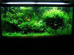 Creating Java Fern Trees Aquarium Plants Planted Aquarium Fish Tank Plants Aquascape Aquarium