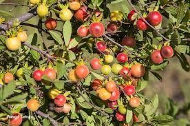 Image result for Diospyros lycioides