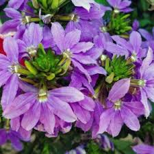 Image result for foto Vějířovka