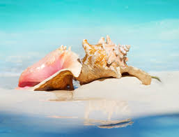 Caribbean Sea Queen Conch Shell 9-10