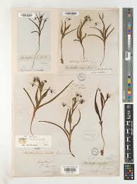 Image result for Ornithoglossum viride