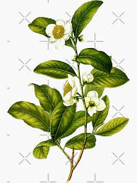 Image result for Camellia sinensis