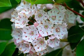 No need to register, buy now! Mountain Laurel Acrylic Wall Art Print Pennsylvania State Flower Home Living Home Decor Baby Land Co Il