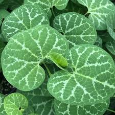 Image result for Aristolochia albida