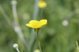 Image result for Ranunculus oreophytus