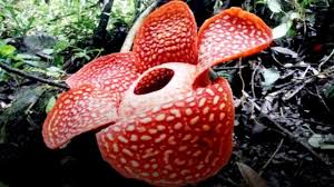 Dari berbagai macam bunga didunia ini ada beberapa bunga yang paling langka dan hampir punah didunia ini. Bunga Langka Rafflesia Tuan Mudae Tumbuh Di Maninjau