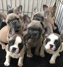 Pin On Dogs And Puppies
