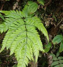 Image result for Pteris