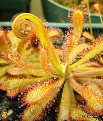 Image result for Drosera burkeana