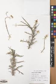 Image result for Cadaba farinosa