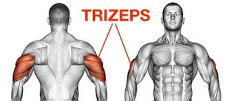 Trizeps kurzhanteltraining für zu hause! á… 7 Trizeps Ubungen Ohne Gerate Bilder Und Videos