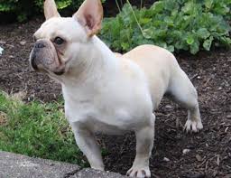 The french bulldog also affectionately known as, the frenchie, frenchie puppies, appeared during the 19th century in nottingham, england as a smaller version of the english bulldog and is often referred to as the toy english bulldog. Blossom Ridge Bulldogs French Bulldog And English Bulldog