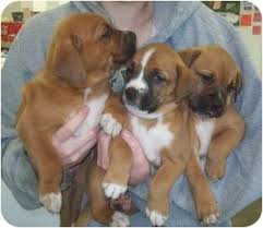 If you're considering adopting a boxer puppy, make sure you understand this breed's special health considerations. Sherburne Ny Boxer Meet 10 Boxer Puppies A Pet For Adoption