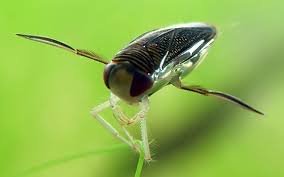 Some of these uses range from simple mating calls to self defense and some even use the sound they make as a weapon to hunt with. Bug S Penis Makes Loudest Animal Sound Wired