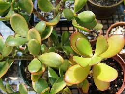 I own a jade plant which has been having some trouble recently. Why The Leaves On A Jade Plant Turn Yellow World Of Succulents Jade Plants Jade Plant Care Plant Care Houseplant