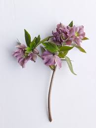 Unlike conventional thinking, hellebores are perennial flowers. Hellebores How To Grow Care For Hellebore Flowers Garden Design