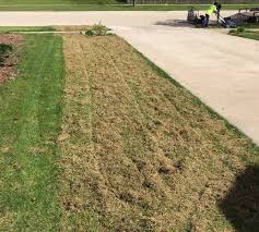 Dethatch the lawn using a thatching rake or power dethatcher. Home And Garden Lawn Dethatching Services Power Raking Services