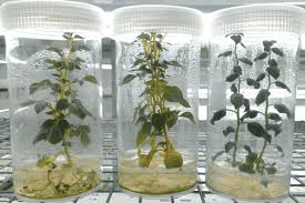 Lab To Home Gardens Countertop Tissue Culture Propagating Plants Orchid Varieties Plant Experiments