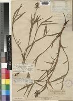 Image result for Aneilema spekei