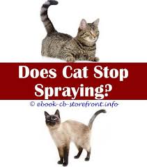 3 Abundant Cool Ideas Spray To Stop Cats From Urinating Best Spray To Stop Cats Scratching Furniture Is Spraying Clorocs Near Cats Admirable