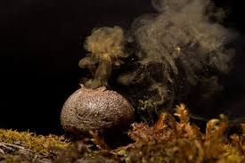 Giant puffballs are white with firm white flesh inside. Puffball Wikipedia