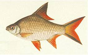 Tinfoil Barb - Barbonymus Schwanenfeldii - Thai Fish Species