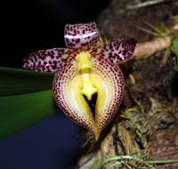 Image result for Bulbostylis macra