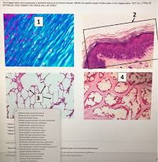 Maybe you would like to learn more about one of these? The Images Below Show Examples Of Epithelial Tissues Chegg Com