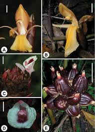 Image result for Blotiella bouxiniana