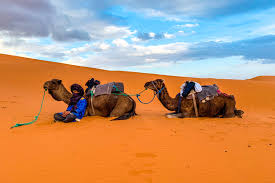 Camel safari in morocco offers camel trekking in desert for unique safari of a lifetime with our desert safaris tour guides. Safari Morocco The Complete Guide Travelen
