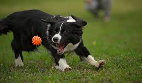 Border Collie Dog Breed Information