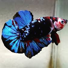 A Giant Plakat Tail Gordon Avatar Betta Fish In 2020 Betta Fish Types Betta Fish Betta