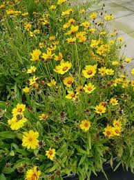 Coreopsis Lanceolata Sterntaler Zwergiges Garten Madchenauge Garten Pflanzen Gartenpflanzen