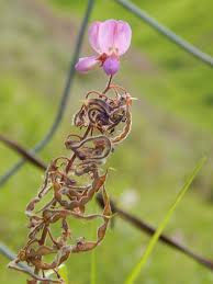 Image result for Desmodium intortum