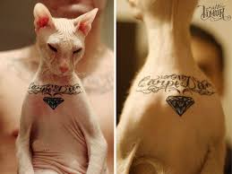 Cristian rodriguez tattoos 26 августа 2019 0 32. Russian Body Artist Gives His Hairless Cat Four Tattoos And People Are Not Ok With It Bored Panda