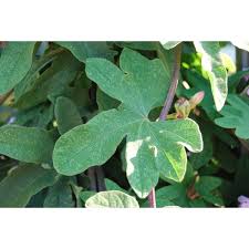 Image result for Ipomoea richardsiae