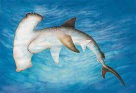 photos images de fanfan page 21 requin dessin marteau coloriage des empreintes dinosaures