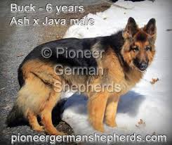 Black And Tan German Shepherd Puppies For Sale Near Me Buck A Black And Tan Long Coat German Shepherd Pioneershepherds Com Long Coat German Shepherd German Shepherd Puppies Shepherd Puppies