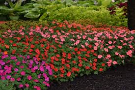 Image result for Impatiens warburgiana