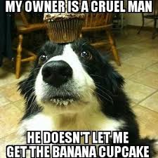 Border Collie Meme Funny Dog Memes Border Collie Humor Border Collie
