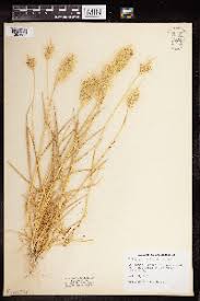 Image result for Polypogon schimperianus