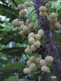 Image result for Phyllanthus confusus