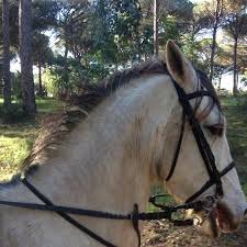 Maybe you would like to learn more about one of these? Spanish Horse Picture Of E3 Endurance Equestrian Experience Sotogrande Tripadvisor